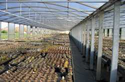 Greenhouses