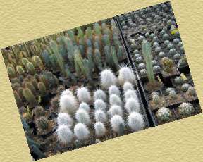 Greenhouses