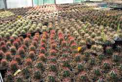 Greenhouses