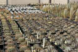 Greenhouses