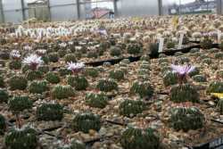 Greenhouses