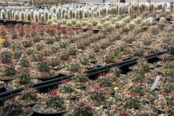 Greenhouses