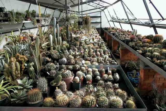 Greenhouse