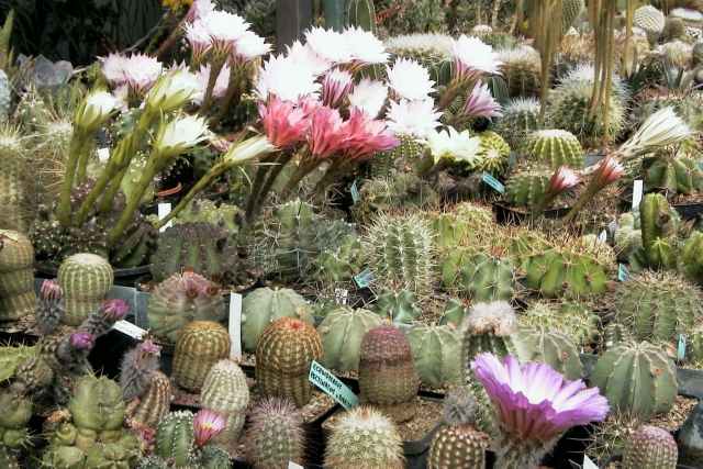 Greenhouse