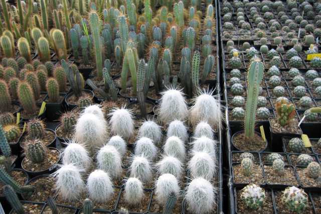 Greenhouse