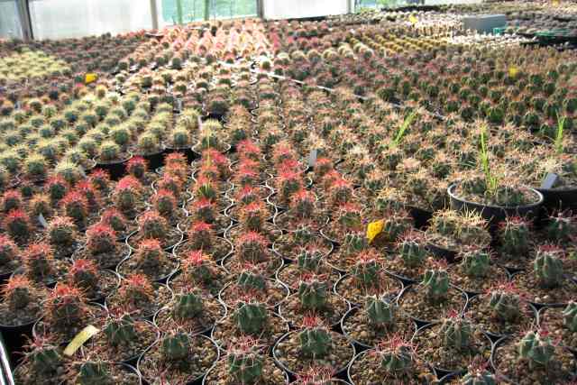 Greenhouse
