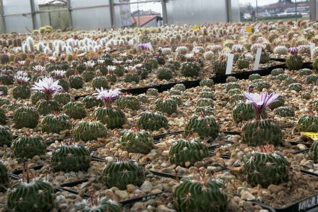 Greenhouse