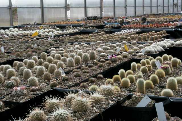 Greenhouse